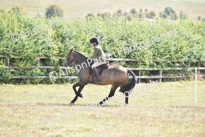 20250831-4107 - Class 13 - Working Hunter Horse or Pony
