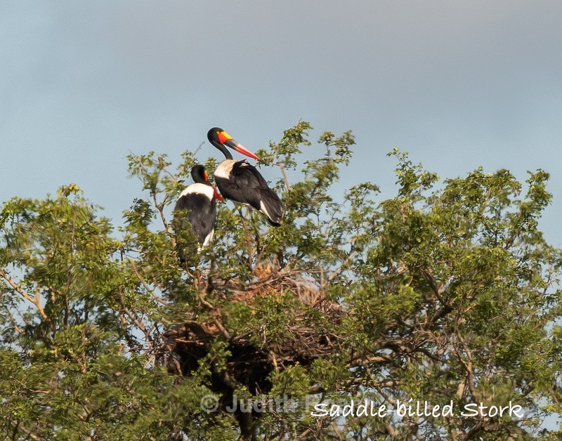  - South Africa Birds and Mammals