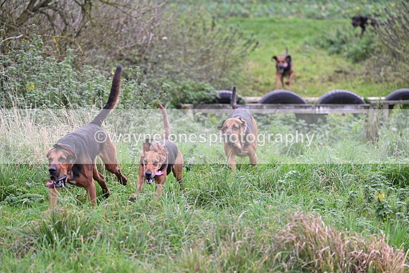 WJ7_8930 - Camera 1 only on this line