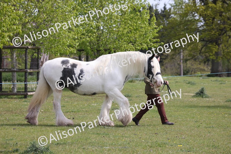 20260426-3273 - Class 27 - Coloured Horses and Ponies