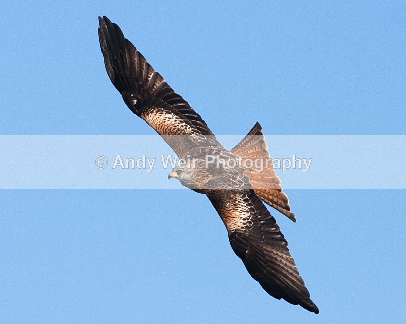 20100130-IMG_2664 200 - Red Kite