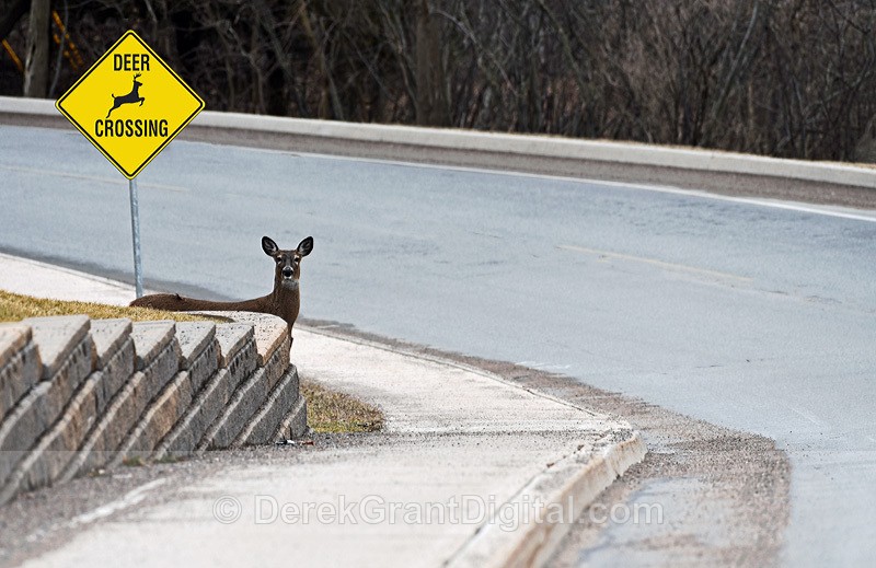 Deer-Xing - Urban Wildlife