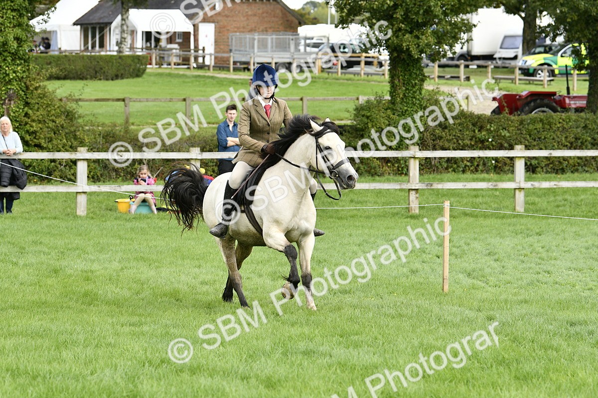 SBM_41569 - S32 - Mountain & Moorland Working Hunter Pony