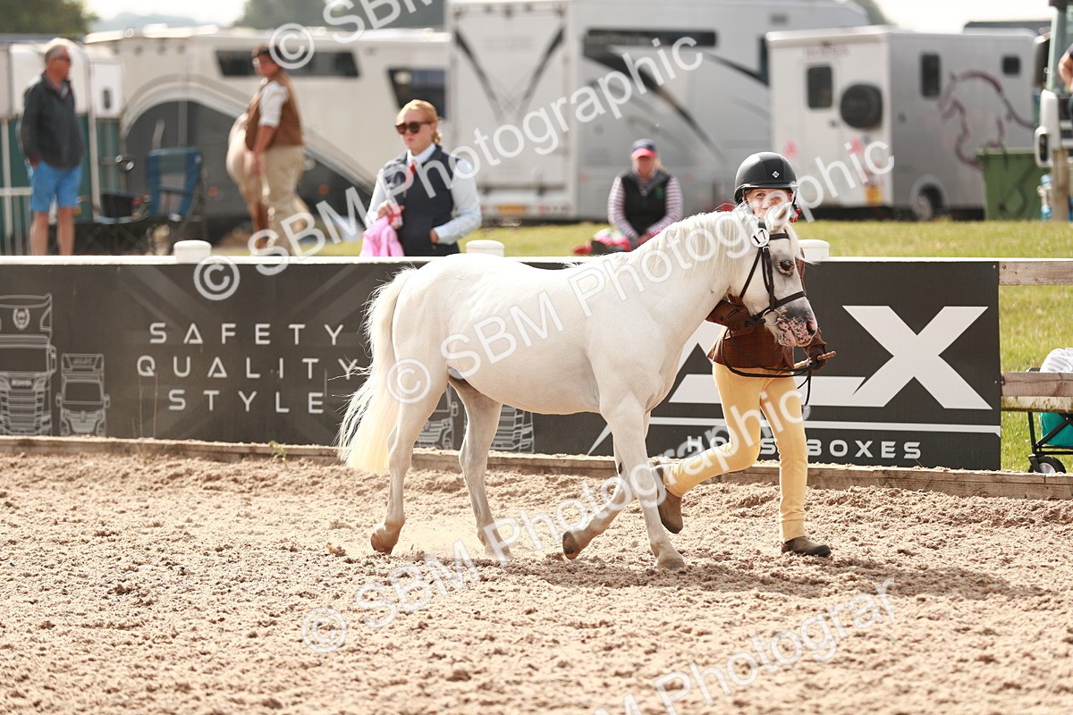 SBM_11814 - Class 206 IH Non Show Type Pony