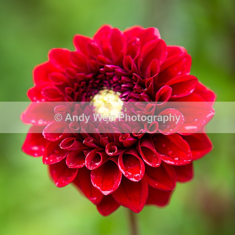 20130804-3K8A5383 - Plants & Flowers