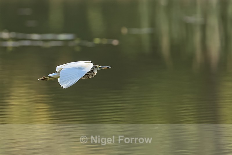 Indian Pond Heron in flight, Bandhavgarh Tiger Reserve, India - Indian Pond Heron