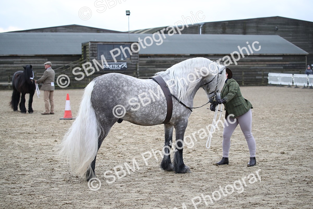 SBM_004049 - Class 1-4 - Young Stock classes Inc. In Hand Championship