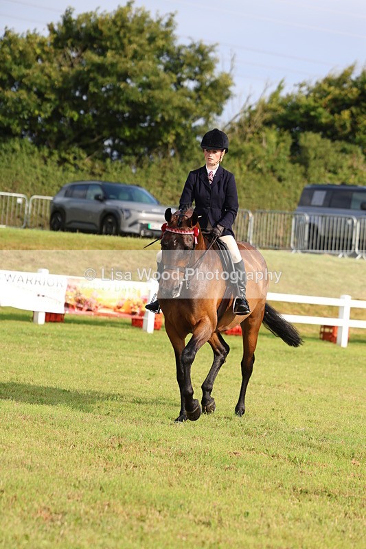 3E7A8164 - Class 2: Rising Star Large Hack/Riding Horse