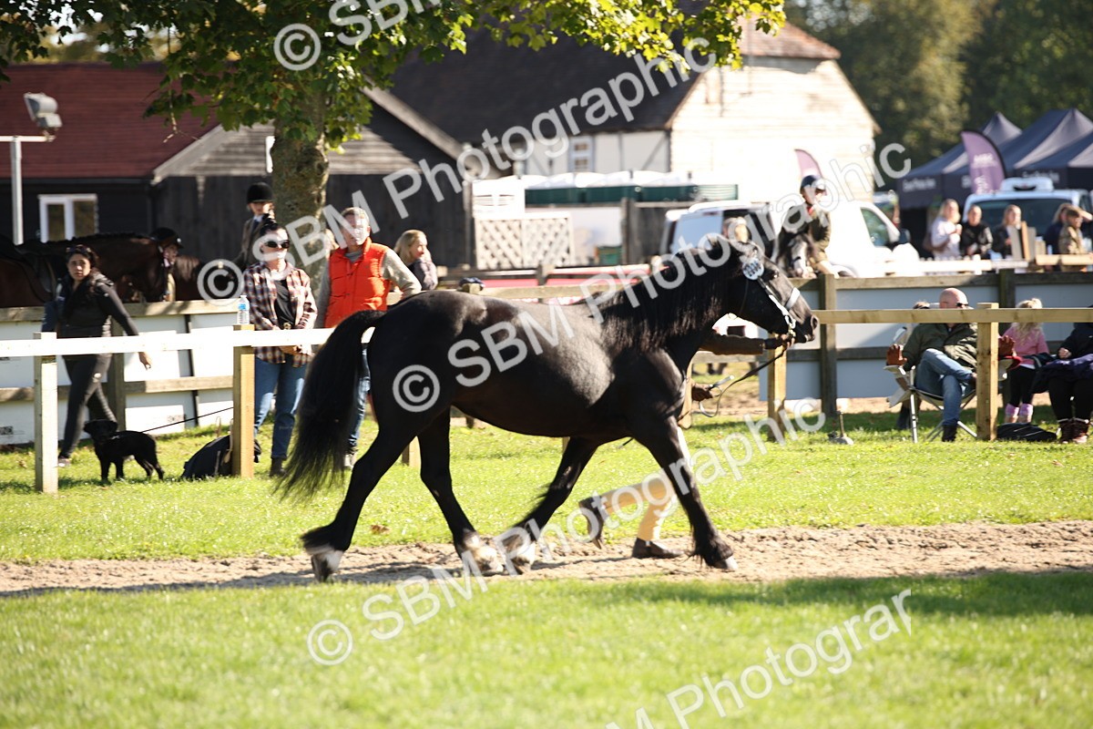 SBM_36562 - S10 - Best In Hand Horse & Pony