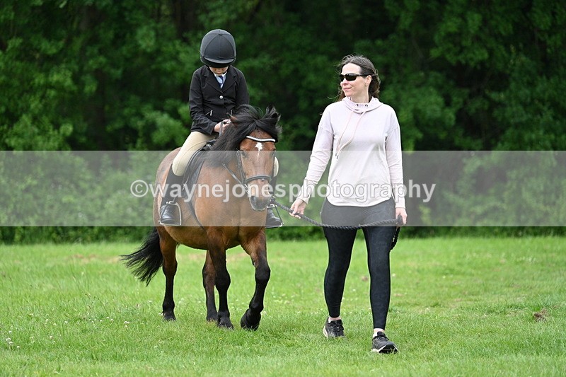 WJ7_4280 - Class 14A Handsome Gelding
