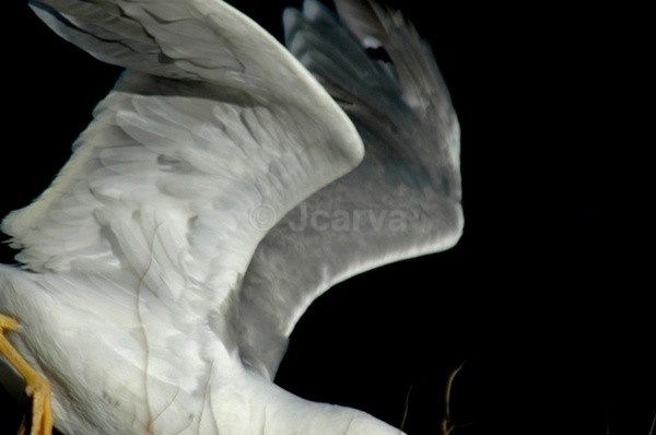Veins - Seagulls