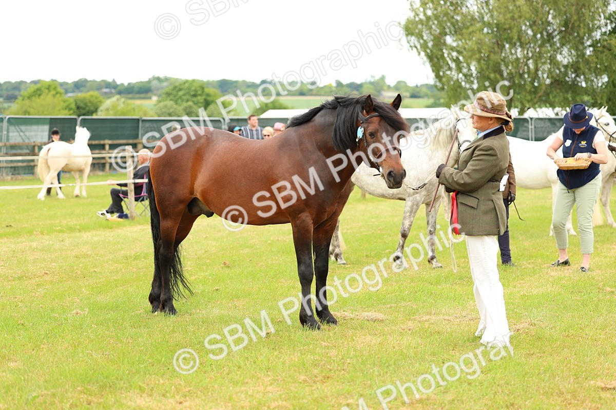 SBM_04237 - Class 64-67 - Shetland Pony In Hand