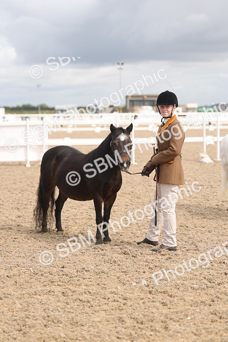 SBM_04554 - Class 19 - Horse/Pony Judge would most like to take home