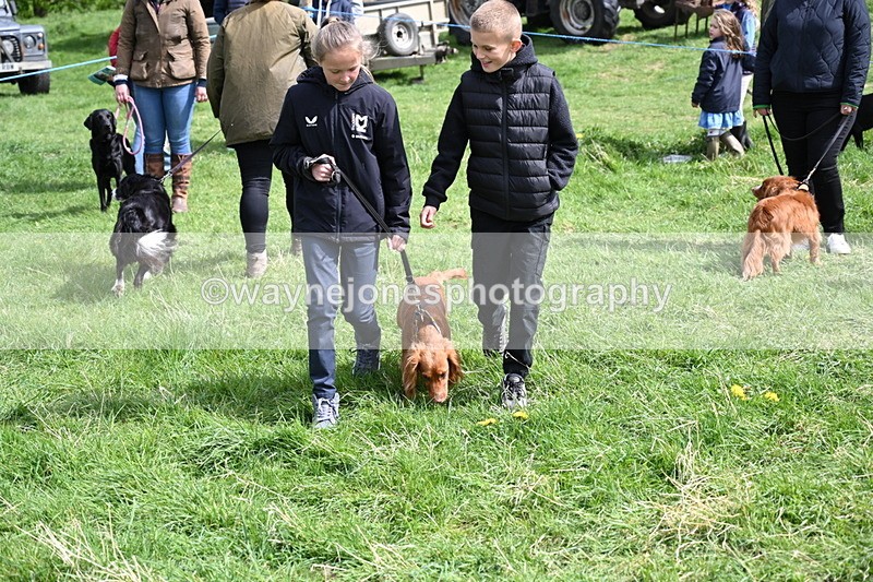 WJ6_8906 - Class 8 Best Working / Gun Dog or Bitch