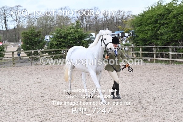 BPP_7247 - RING 1  (RIDDEN HORSES / IN HAND / VETERAN ETC)