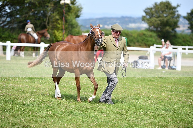 DSC_8343 - Class 68: Part Bred In Hand M & M