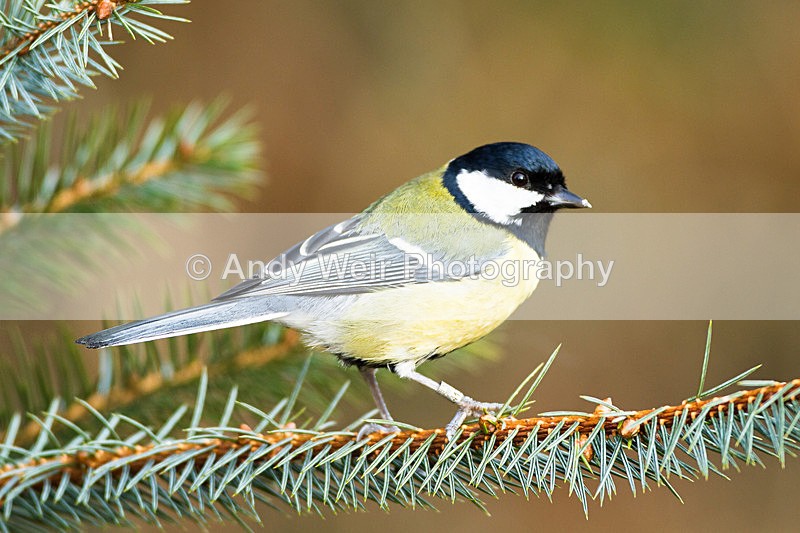 20130105-_MG_1871 - Great Tit