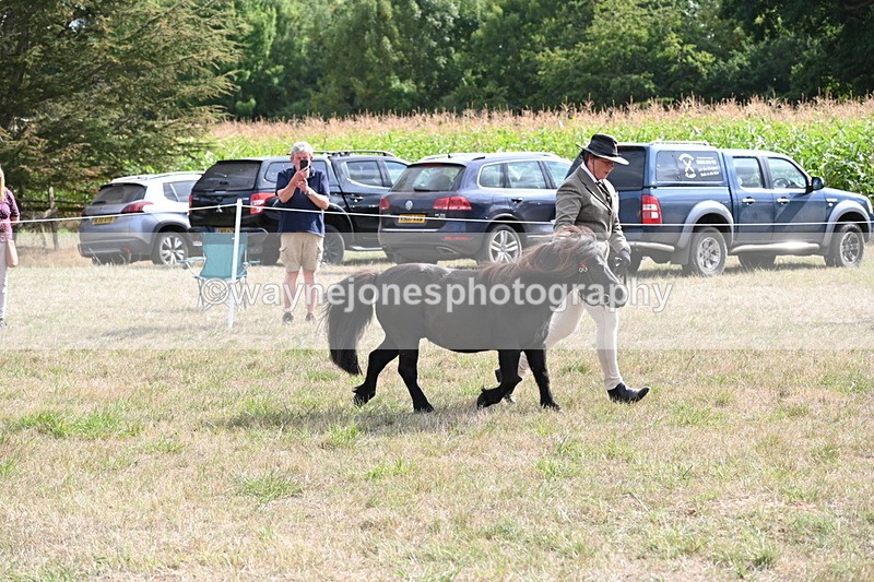 WJ6_7043 - Class 21 Shetland & Mini Horses