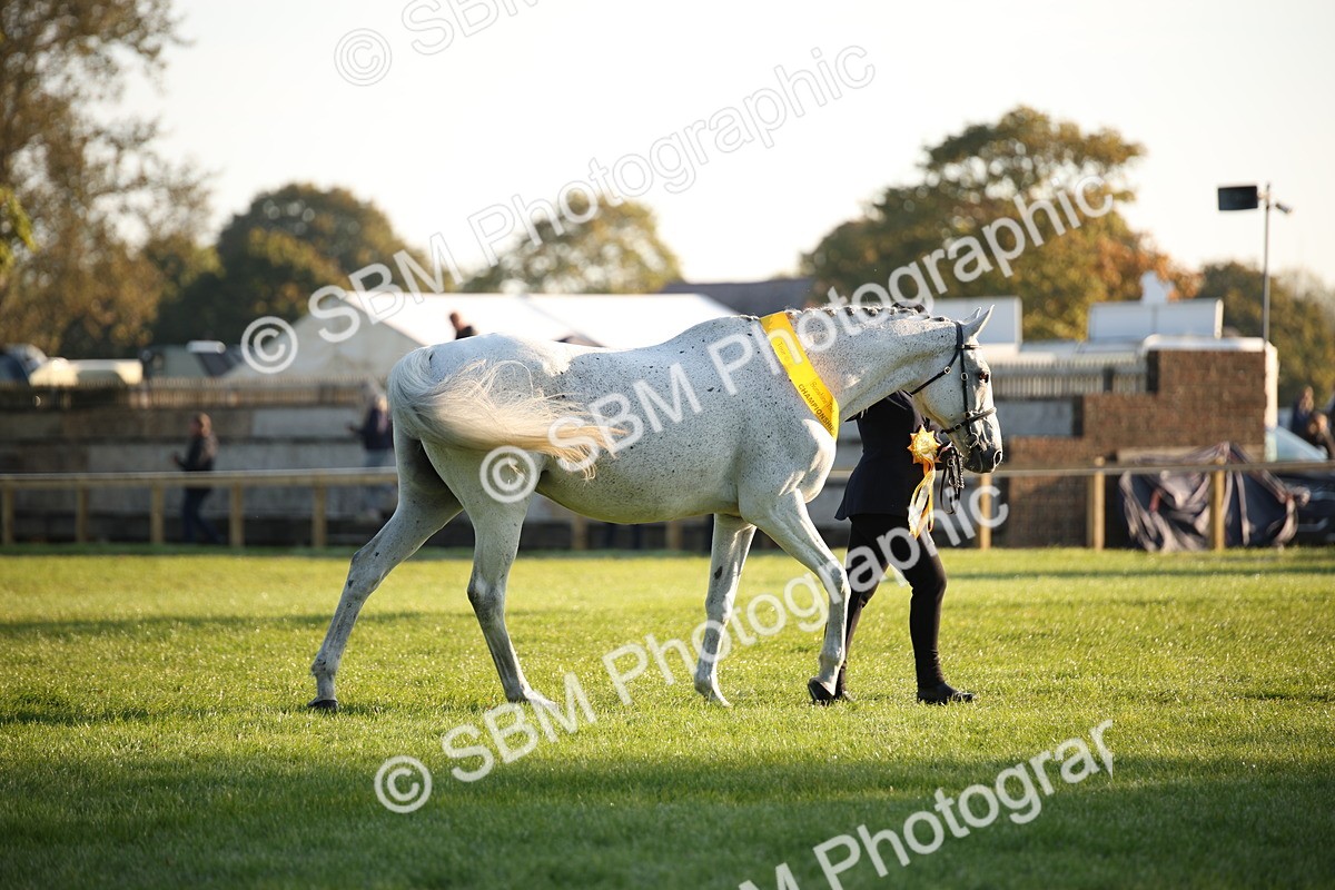 SBM_56936 - S49 - Riding Horse & Hack & Thoroughbred In Hand