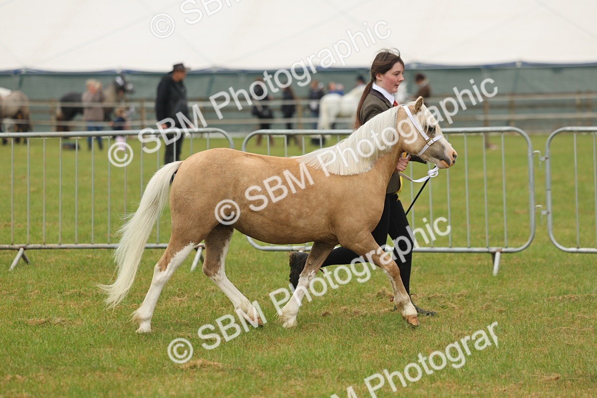 SBM_01426 - Class 50-57 - M&M Welsh Pony In Hand