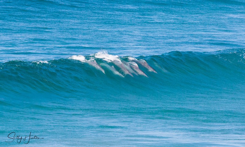 Dolphins in Wave 2