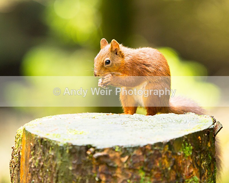 20141010-3K8A6729 - Red Squirrel