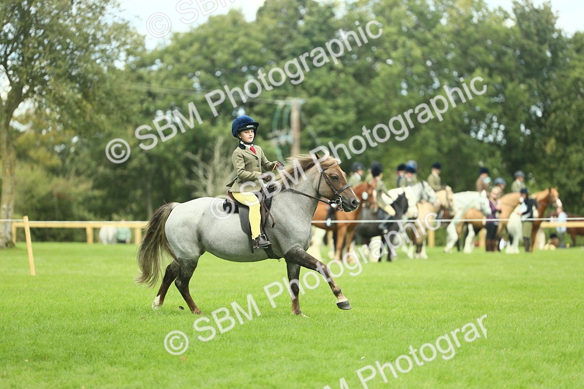 SBM_42762 - S30 - M&M Working hunter Pony