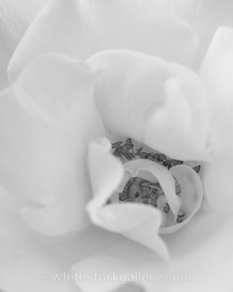  - Slow Photography