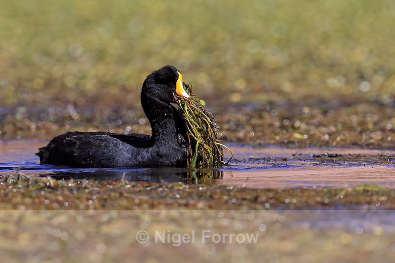 Giant Coot carrying nest material, Rio Putana, Chile - Giant Coot