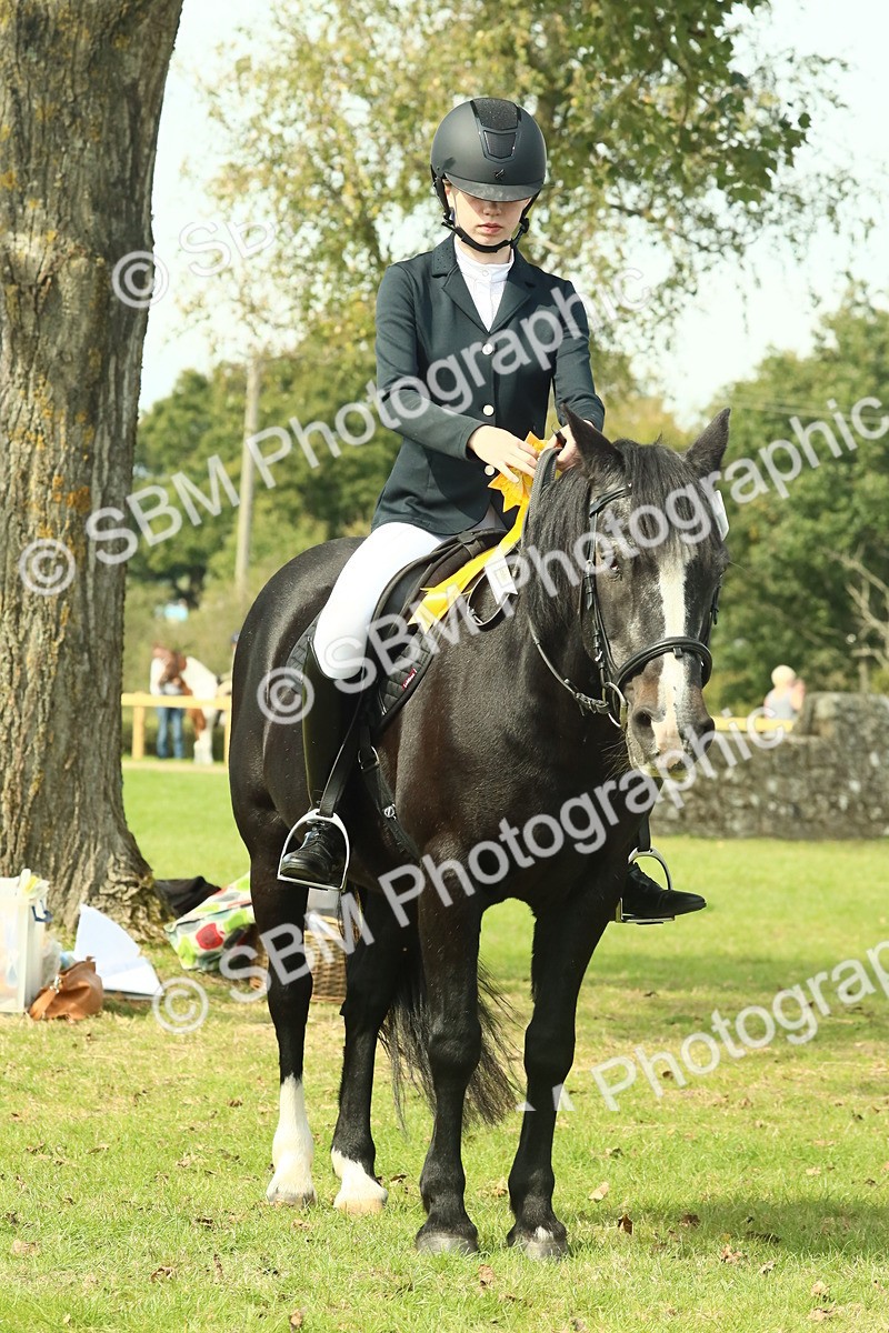 SBM_66779 - S34 - Rehabilitated Rescue Horse & Pony In Hand & Ridden