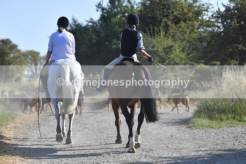 WJ5_4827 - Walk out with the hounds