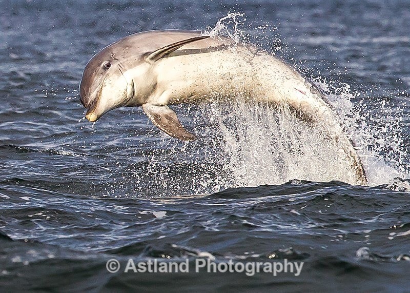 Astland Photography, Bird and Wildlife Images, Susan and Peter Wilson, U.K.
