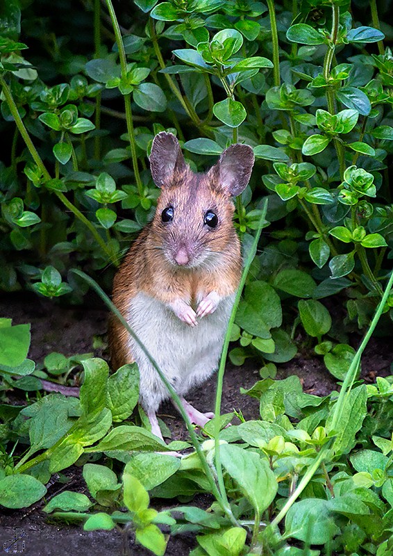 Wildlife photography by Diana Uzun