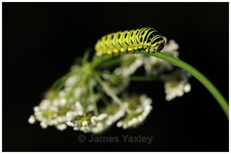 Swallowtail Caterpillar on Stem of Milk Parsley - Butterflies, Dragonflies and Demoiselles
