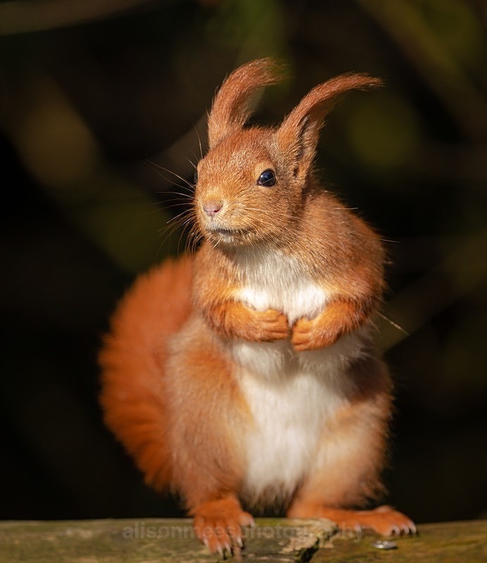  - British Wildlife
