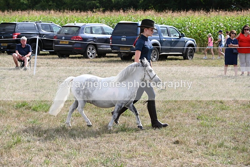 WJ6_7075 - Class 21 Shetland & Mini Horses