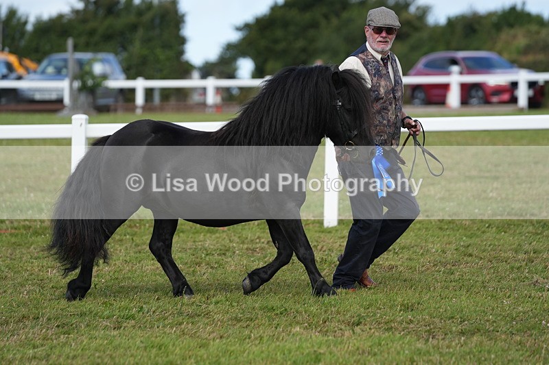 DSC05406 - Class 49: NPS Shetland 4 years and over