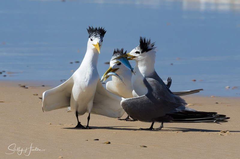 Crested Terns with Two Fish 3
