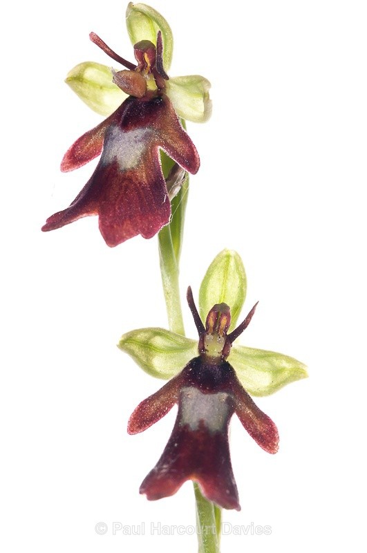  - WB: Orchids - Ophrys