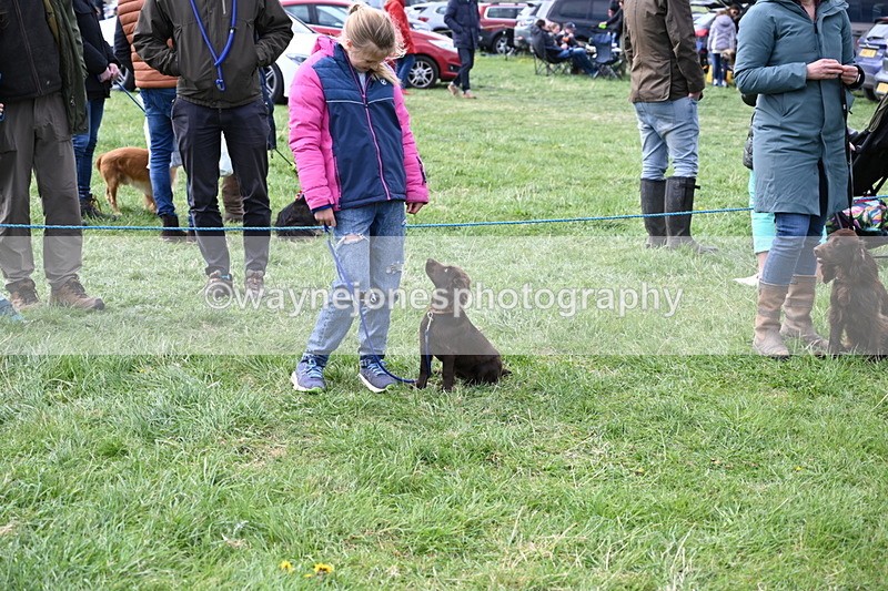 WJ6_8764 - Class 8 Best Working / Gun Dog or Bitch