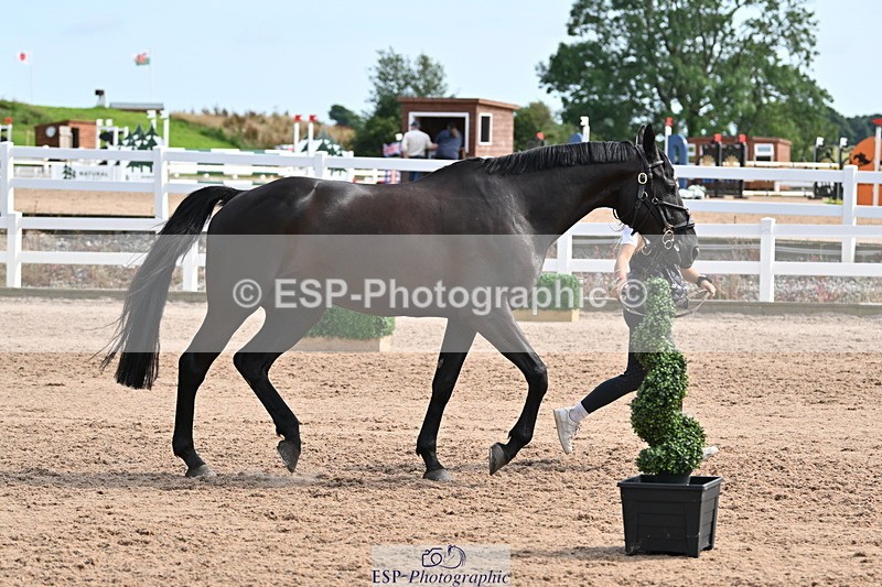 240717A-161628-03400 - Trot Up 4pm to 5pm