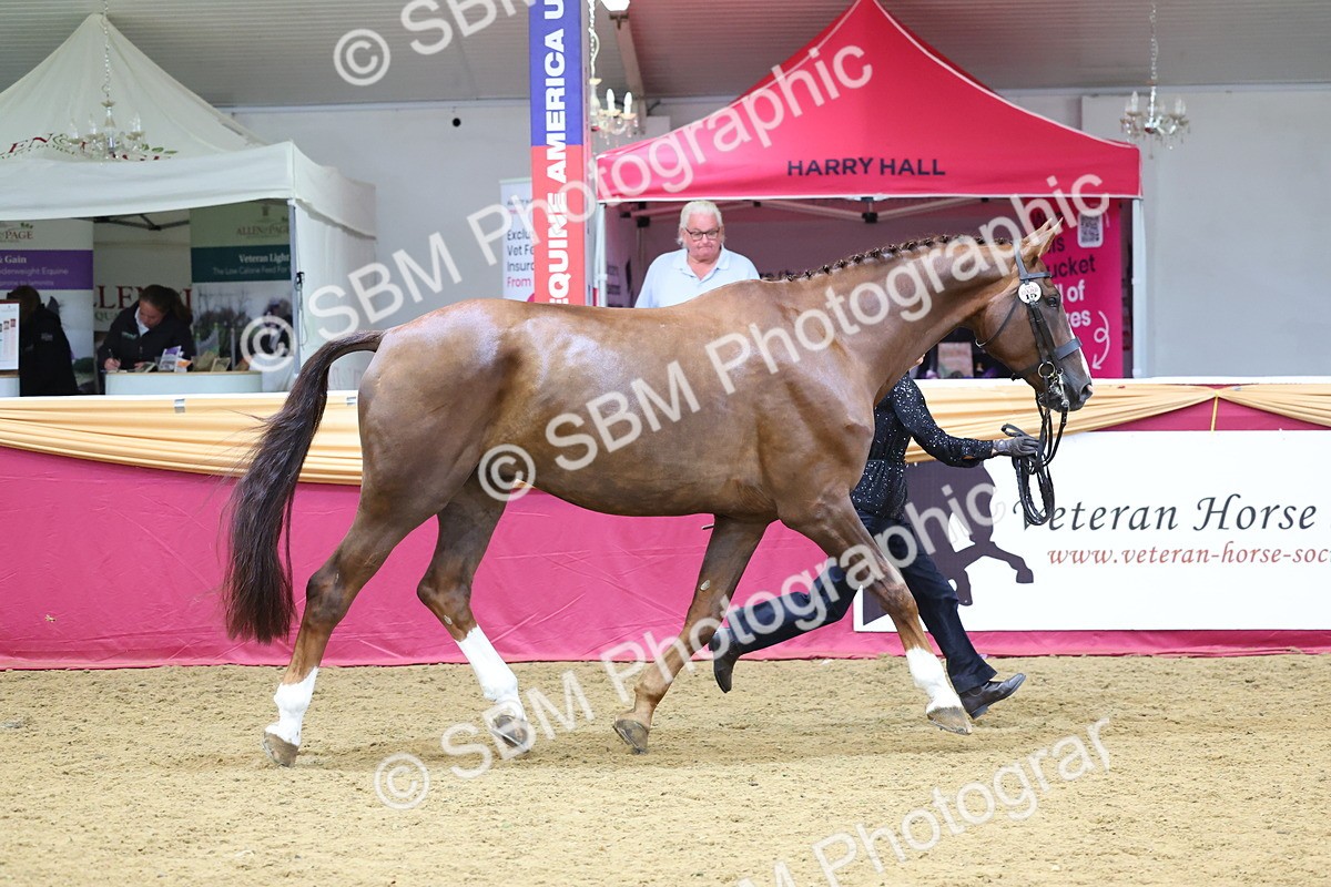 SBM_22646 - Class 903 - Supreme Final - IH Pre Vet