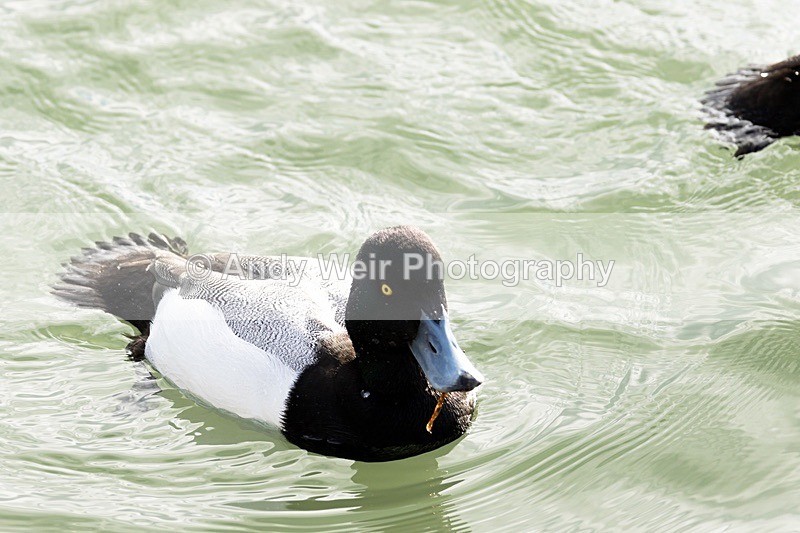 180307-Wirral0262 - Waterfowl