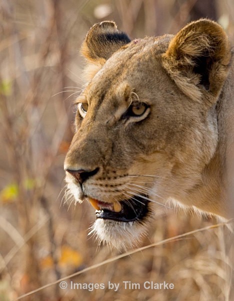 IMG_8457-3 - Wildlife