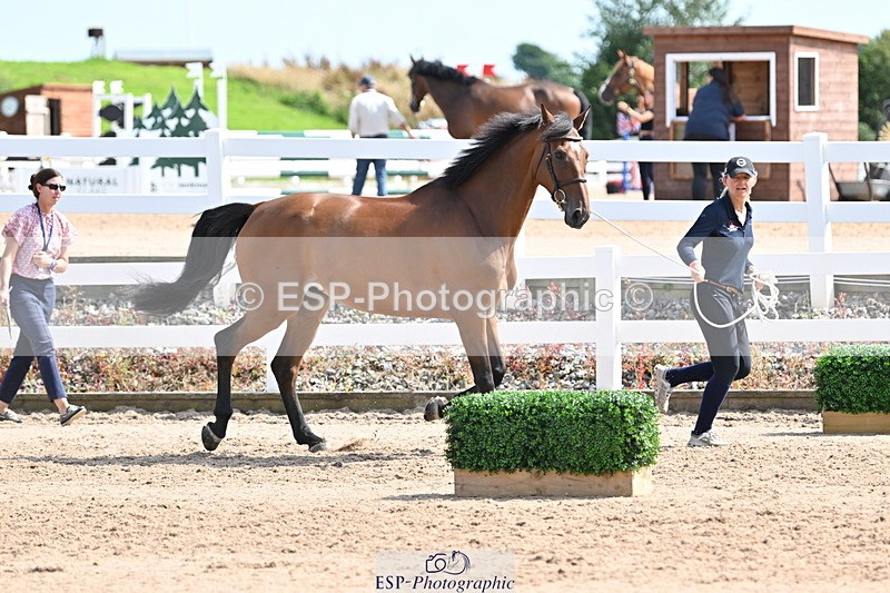 240717A-154504-03031 - Trot Up 3pm to 4pm