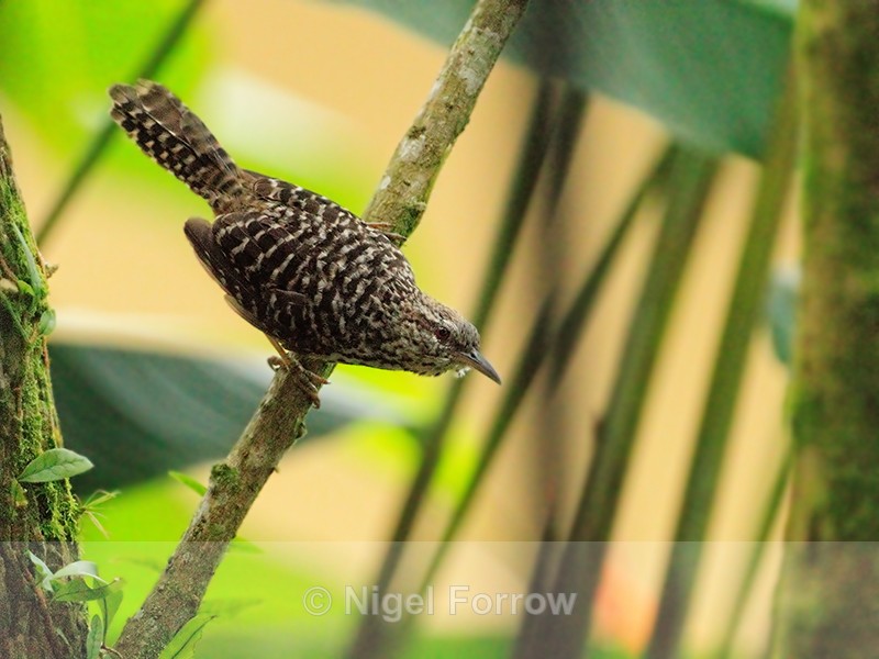 Band-backed Wren, Costa Rica - Band-backed Wren
