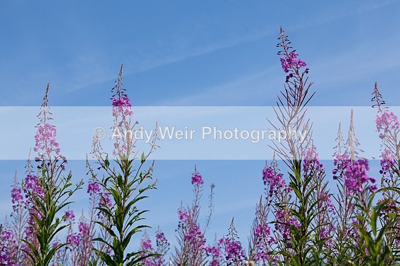 20110730-IMG_6156 - Plants and Flowers
