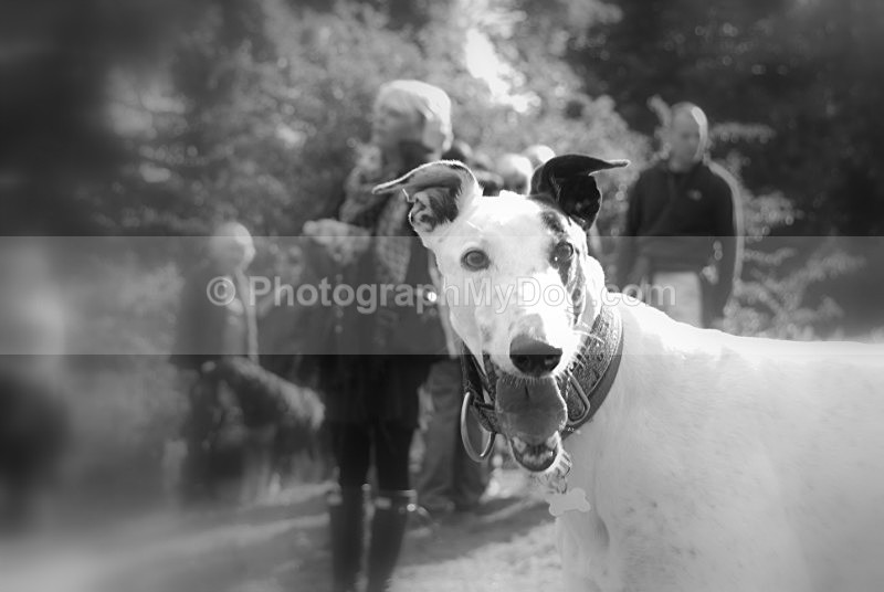  - Lurchers