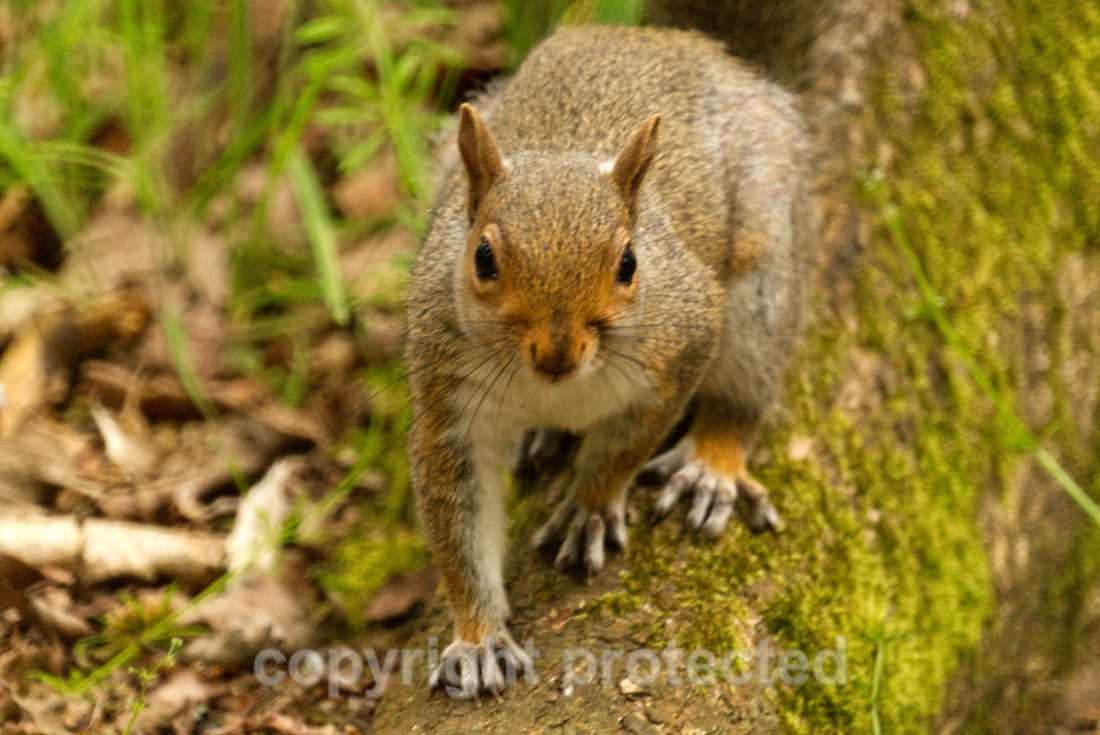 Grey Squirrel - Lackford Lakes - Suffolk - Mammals