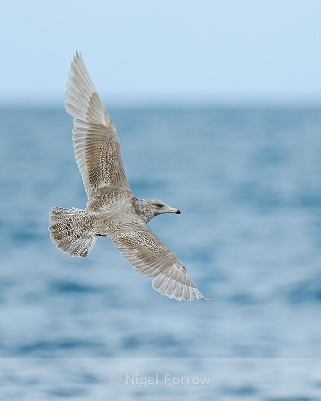 Glaucous Gull (second-winter) in flight, Grundarfjörður, Iceland - Glaucous Gull